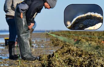 Florida rebuilt a degraded offshore oyster reef with dolomite limestone in 2018; within six months live-oyster density rose from near zero to 91 per square metre, and by year five it had reached 244