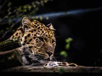 7-year-old girl injured in leopard attack in Kulgam