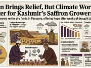 Rain breathes life into Kashmir’s saffron, but worries linger