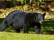 No let-up in bear attacks, bear mauls man in Tral