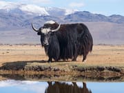 Yak population in Ladakh's Nubra rises 20 pc, authorities push for conservation