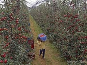 Kashmir apple growers await crop insurance as J&K readies fresh tender