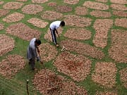 Outside buyers dictate rates as Uri walnut growers press for dedicated mandi