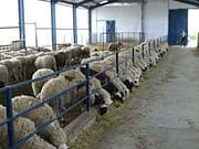 J&K plans 20 ETT labs to boost sheep productivity, cut mutton dependence