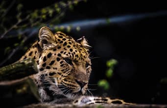 7-year-old girl injured in leopard attack in Kulgam