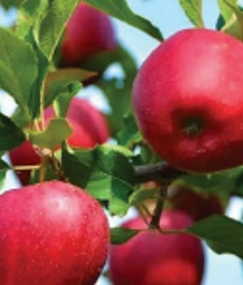 1,103 hectares under high-density apple plantations in Kashmir, 4,428 farmers covered